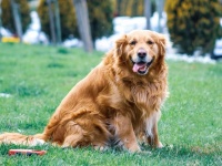 犬の寿命を延ばす新薬が承認に近づく。2026年には製品化の見込み