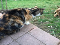 この家の安全は猫警備隊によって守られている。隣の犬の侵入をチームプレイで防衛線を張って防御する猫たち
