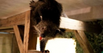 画像は「Animeal（アニミル）」のサイトより