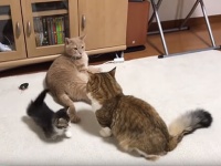 結果大オーライ！かわいい子猫が大人猫の喧嘩を防ぐ方法は人間の喧嘩にも効果的かも！