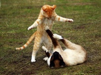 猫にしか目がいかない！レポーターが自宅から中継中、後ろでは2匹の猫が激しいバトル（フィリピン）