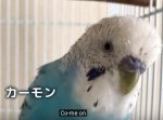 おもしろ可愛い！　DA PUMP『U.S.A.』を歌おうと奮闘するインコ。