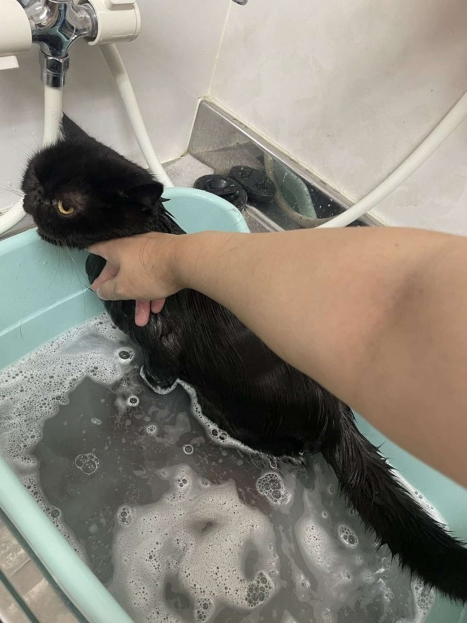 シャンプーしてもらってます