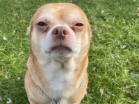 「男性と子供と動物が大嫌いで神経質な犬です」保護犬の正直すぎる里親募集広告が逆に注目を集める（アメリカ）