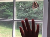 よう！久しぶり！近所に住むコウモリが遊びに来たので手を振ったら手を振り返してくれた件