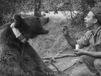 ヴォイテク：戦争に行った兵隊クマ。御褒美は大好物のビール（ポーランド軍）