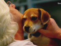 子犬は人から赤ちゃん言葉で話しかけられるのがやっぱり大好きだった！英研究で判明
