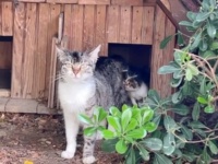 居候猫たちのご近所さんに、新たな居候猫ファミリーが？留守宅の庭で子供を産んだ母猫、ダルタニャン家にご飯をもらいに来る