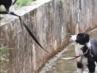 やっぱり賢い！ボーダーコリーの親犬が水路に落ちた子犬を助け出す知恵と工夫がすごかった！