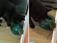 猫がネズミを狩る時代は終わったのか？家に出没したネズミと同じ皿で水を飲む猫
