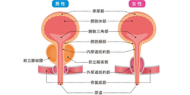 膀胱の構造
