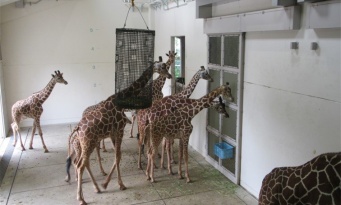 「うまれたね」「うまれてるね」　赤ちゃん誕生翌日、母子の部屋を覗きこむキリンの皆さんにほっこり