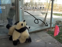 これがパンダテロか...パンダ部屋の掃除するスタッフVS子パンダ集団