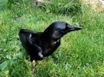 カラスってこんなに可愛かったか…？　ペットとして飼われている甘えんぼなカラス。