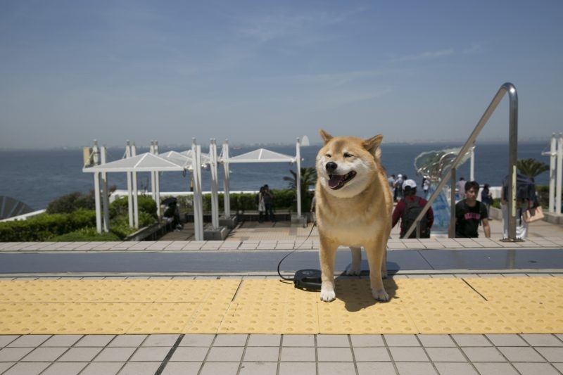 柴犬まるの南房総ドライブ（前編）～保田小学校・鋸山へ行くの巻～