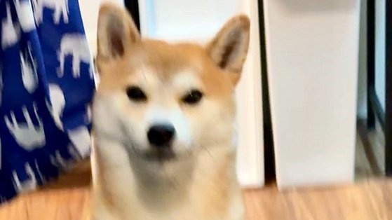 なんだその立ち姿　あまりにも〝強そう〟な柴犬に1.3万人興奮「おひけぇなすって！」「義理堅い」