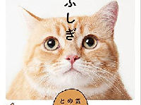 『猫はふしぎ』（イースト・プレス刊）