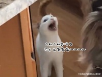 飼い主の親友が初めて聞いた猫の鳴き声がかわいすぎて世界が爆笑（要音声）