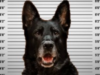 警察署内窃盗事件で警察犬が容疑者に。写真公開されると非難殺到、弁護士が名乗りを上げる