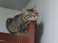 エッ！そこ！？細い扉の上で眠る猫