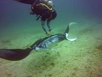 お願い、この釣り糸取って！ニンゲンに助けを求めてきたマンタ