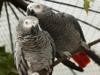 ヨウムはやさしい。見返りを期待せず仲間を助ける利他的な行動を確認（ドイツ研究）