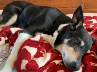 3年間前に行方不明となっていた老犬が瀕死の状態で発見され、奇跡の回復を遂げ飼い主と再会