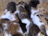 猫の手も借りたい！子だくさん14匹、子育てを頑張るお母さん猫の奮闘ぶり