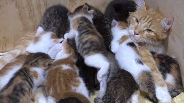 猫の手も借りたい！子だくさん14匹、子育てを頑張るお母さん猫の奮闘ぶり