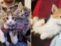 子猫を民家の玄関先に置いて行った野良の母猫、数か月後再び子猫を連れてやってくる（カナダ）