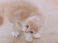 あまり私を怒らせないほうがいい。あ？　ああん？な猫