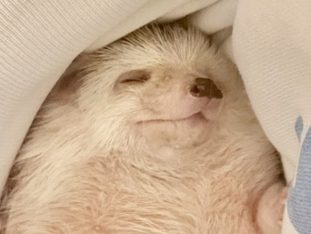 「あ～癒される♡」安心しきって眠るハリネズミさんの寝姿が話題