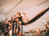 完新世に絶滅した大型動物の復活を目論むロシアの研究所