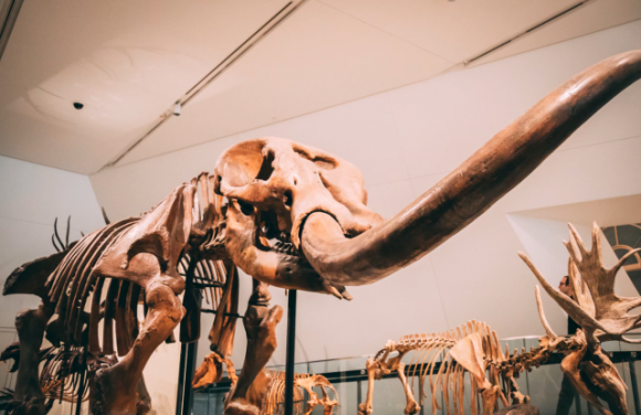 完新世に絶滅した大型動物の復活を目論むロシアの研究所