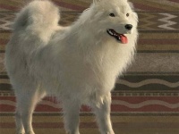 アメリカの先住民は羊毛の代わりにモフモフした犬の毛を織物に利用していた
