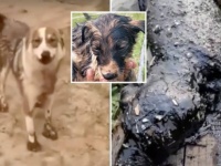 油まみれの我が子を救ってもらおうと、人間に必死で助けを求めた母犬（ロシア）