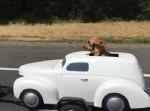 【イカした犬だぜ】犬が自家用車でクールにドライブする時代に！