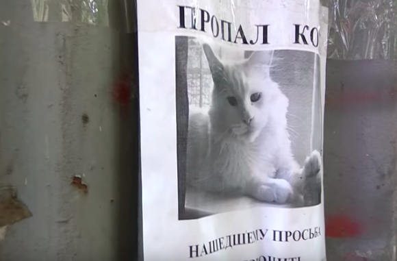 「アズカバンの囚人」の手配書？どこから見てもこちらを見続けているるように見える迷子猫のポスター