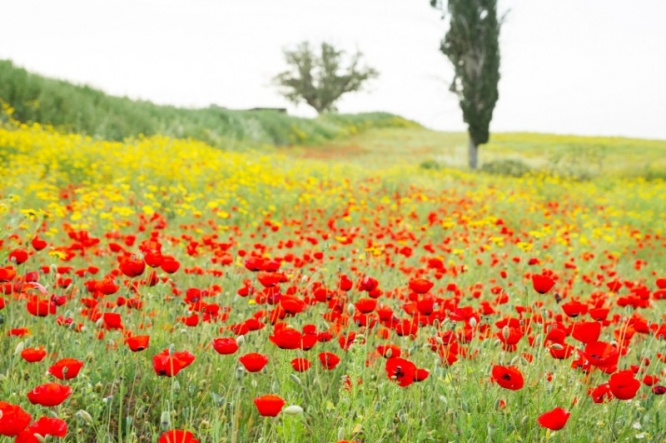 iStock_000061735300_Small