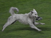 プロサッカーの試合に乱入した野良犬、後に地元選手の飼い犬に（ボリビア）