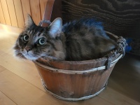 「何か問題あるかにゃ？」とキュルキュルお目目で見つめるネコちゃんが可愛い！話題の写真をご紹介