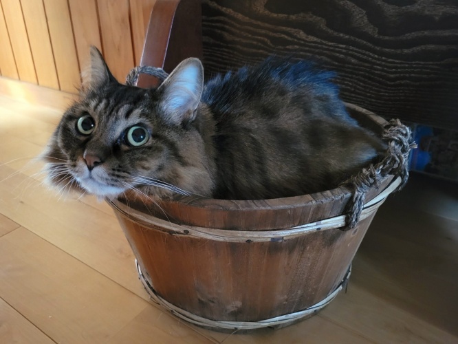 「何か問題あるかにゃ？」とキュルキュルお目目で見つめるネコちゃんが可愛い！話題の写真をご紹介