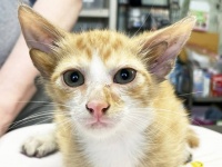 スペシャルな四つ耳の子猫、浸水被害に遭った保護施設に笑顔と癒しをもたらす
