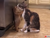 まだじゃ、まだ足りぬ！猫にペロペロを要求し続けるプレーリードッグ。それにこたえる猫