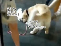 犬が犬を誘拐した、だと？お散歩中のマルチーズのリードをくわえ連れ去っていったゴールデンレトリバー