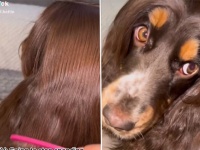 美しい髪の女性かと思ったら犬だった！絹のようになめらかな毛の犬界のラプンツェル。