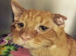 安楽死を待っていた猫の悲しすぎる顔が…幸せで激変！