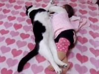 大きくなっても、ずっとずっといっしょだよ！赤ちゃんと仲良しこよしな犬と猫