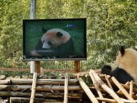 ぼっちのパンダが寂しくてうつ状態に。テレビとぬいぐるみを与えて回復願う（中国）