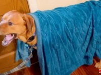 周りのすべてが不安だった…「ライナスの毛布」が手放せなかった犬、自分の部屋をもらったことで「安心」を手に入れる